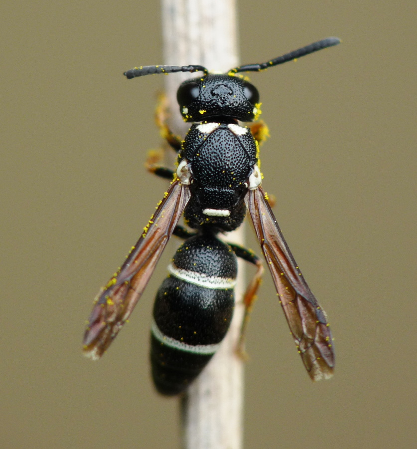 Stenodynerus sp.,   Vespidae Eumeninae